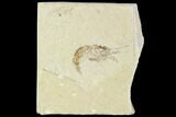 Cretaceous Fossil Shrimp - Lebanon #107684-1